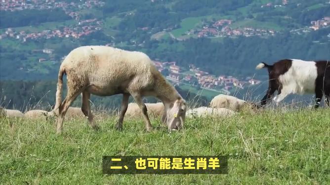 小山俩坐青山绿指什么生肖,警惕虚假宣传、全面解答、实证解答解释落实